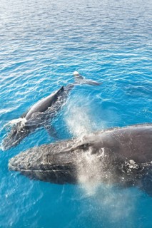 Mother and Calf Humpback Whales surfacing and exhaling, Hervey Bay, Queensland, Australia