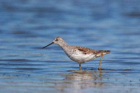 Marsh Sandpiper (Tringa stagnatilis) foraging, Lesvos, Greece