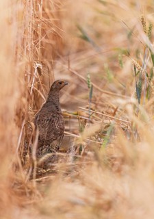 Grey partridge (Perdix perdix) female standing at the edge of a grain field while foraging in