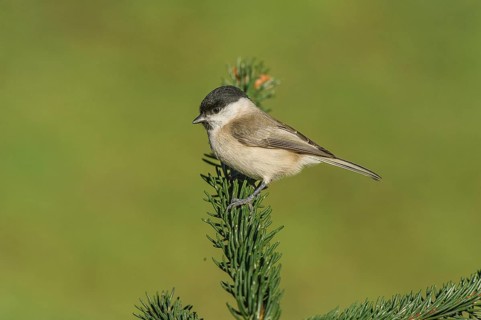 Swamp tit (Parus palustris) Marsh Tit • Baden-Württemberg, Germany, Baden-Württemberg, Federal