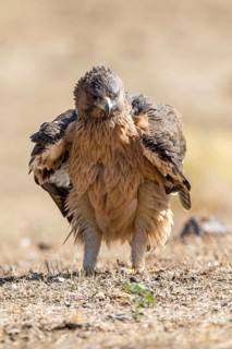 Bonelli's Eagle (Aquila fasciata) juvenile on ground, Andalusia, Spain