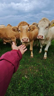 A human reaches out to an attentive cow (bos Taurus) in a meadow, Franconian Forest nature park