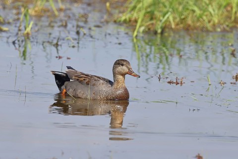 Garganey (Spatula querquedula) female, swimming on a bog pond, wildlife, nature photography,