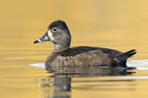 Ring-necked Duck (Aythya collaris) female, British Columbia, Canada