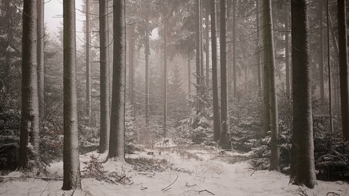 A peaceful winter forest with tall, snow-covered trees, hiking on the Rennsteig in winter,