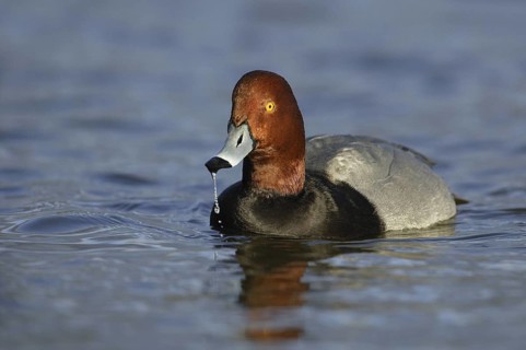 Redhead (Aythya americana) male, Arizona, USA