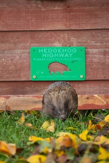 European hedgehog (Erinaceus europaeus) adult animal walking through a hole in a garden fence with
