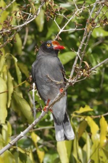 Chestnut-fronted Helmetshrike (Prionops scopifrons), Sokoke Forest, Kenya