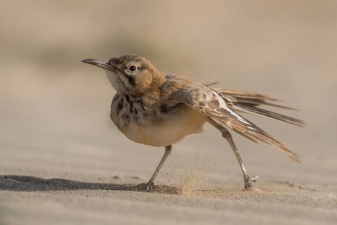 Greater Hoopoe-Lark (Alaemon alaudipes), Boa Vista, Cape Verde