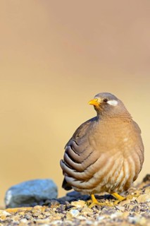 Arabian Partridge, Sand Partridge, (Ammoperdix heyi), Perdrix de Hey, Perdiz Desértica, Israel