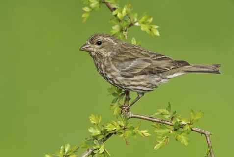 Purple Finch (Haemorhous purpureus) female, British Columbia, Canada