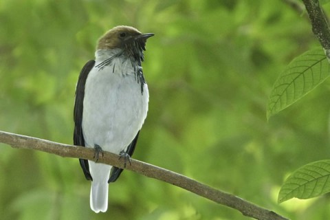 Bearded Bellbird (Procnias averano), Trinidad and Tobago
