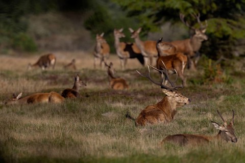 The red deer herd (Cervus elaphus) is quiet, only the stag and a few hinds are watching attentively