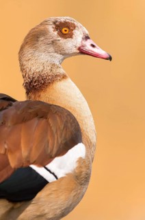 Egyptian Goose (Alopochen aegyptiaca), Hesse, Germany