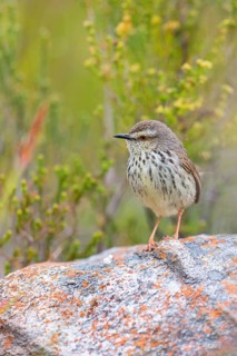 Spotted Prinia, (Prinia maculosa), Karoo Prinia, Prinia du Karoo, Prinia del Karoo, Harold Porter