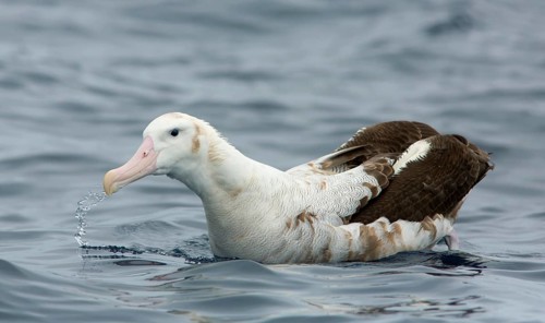 Wandering Albatross (Diomedea exulans), Victoria, Australia