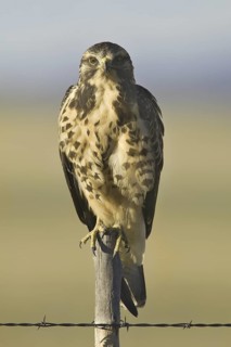 Swainson's Hawk (Buteo swainsoni), Arizona, USA