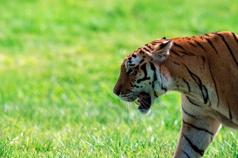 Close-up of a majestic Bengal tiger, Panthera tigris tigris, prowling in a lush green field,