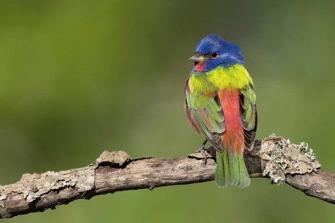Painted Bunting (Passerina ciris) male on a branch, Texas, USA