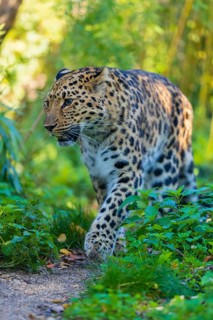 One Amur leopard (Panthera pardus orientalis) walks through green vegetation
