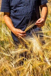 Experimental field with winter barley (Hordeum vulgare) at the Leibniz Institute of Plant Genetics
