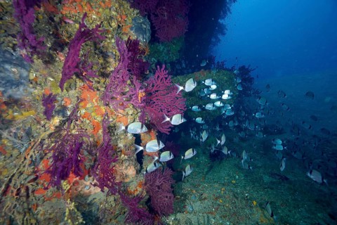 Dense schools of two-banded seabream (Diplodus vulgaris) play around the colourful corals,