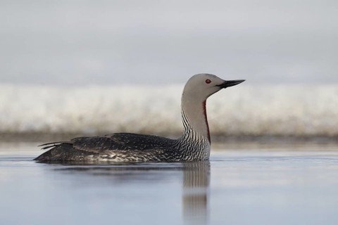 Red-throated Loon (Gavia stellata), Alaska, USA