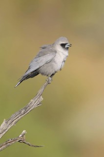 Black-faced Woodswallow (Artamus cinereus), New South Wales, Australia