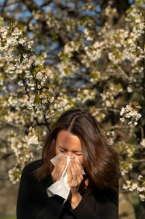 Woman sneezing into a tissue in a blooming orchard during spring. Pollen allergy or hay fever