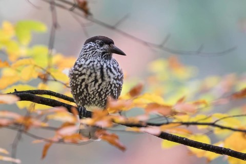 Nutcracker - Tannenhäher - Nucifraga caryocatactes ssp. caryocatactes, Germany, adult