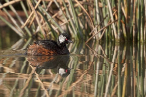 White-tufted Grebe (Rollandia rolland), Lago Huacarpay Reserve, Peru