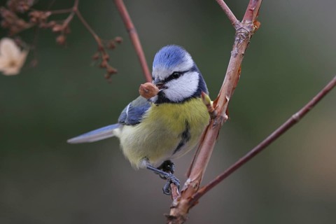 Eurasian Blue Tit (Cyanistes caeruleus), Baden-Wuerttemberg, Germany