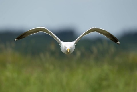 Lesser black-backed gull (Larus fuscus) adult seagull bird aggresive pose in flight, Suffolk,