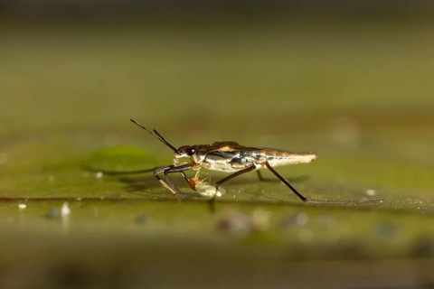 Common pond skater (Gerris lacustris) adult insect feeding on a Whitefly on a water lily pad or