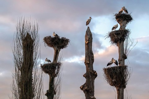 White storks, Rapperswil, Switzerland
