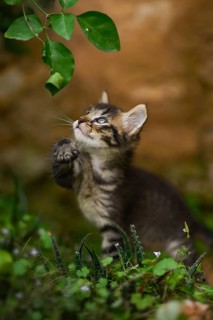 A playful kitten reaches up to a leaf, exploring its surroundings in a lush garden, capturing a