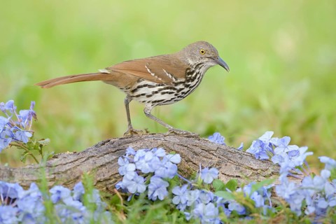 Long-billed Thrasher (Toxostoma longirostre) perched on the ground, Texas, USA