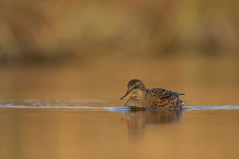 Gadwall (Mareca strepera) female, Utrecht, Netherlands