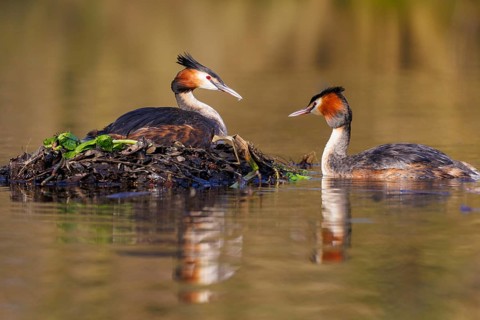 Great Crested Grebe (Podiceps cristatus), Germany