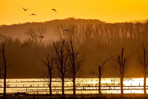 Bislicher Insel, in winter, floods in the floodplains due to Rhine flooding, nature reserve on the