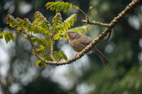 A jungle babbler (Argya striata) on a tree branch, Sreepur, Gazipur, Bangladesh