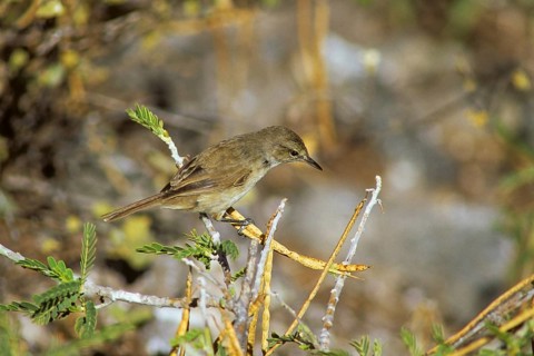 Millerbird, Nihoa Millerbird, Acrocephalus familiarus, endangered