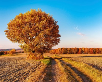 Field landscape in evening light, solitary oak on a dirt road in full autumn colors, ploughed