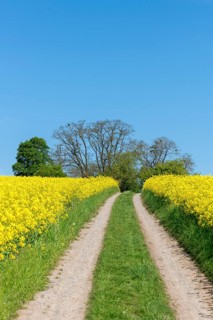A country lane between blossoming rape fields under a clear blue sky, near Winnenden,
