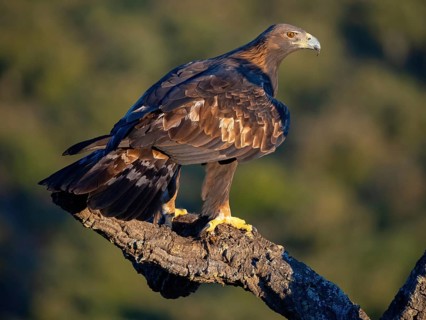Golden Eagle, (Aquila chrysaetos), bird of prey, hawk family, perch, biotope, habitat, foraging, El