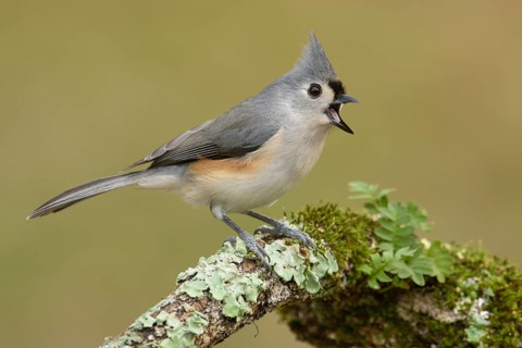 Tufted Titmouse (Baeolophus bicolor) singing, Texas, USA