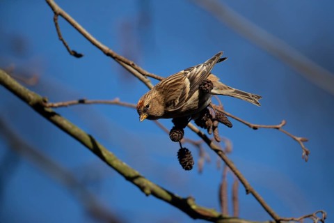 Common redpoll (Acanthis flammea) adult bird on an Alder (Alnus glutinosa) tree in winter, Suffolk,