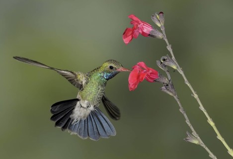Broad-billed Hummingbird (Cynanthus latirostris), Arizona, USA