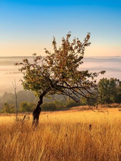 Morning atmosphere in the Saale Valley near the village of Eulau in autumn, fog sweeping through