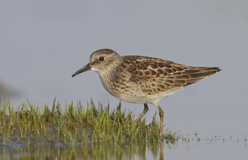 Least Sandpiper (Calidris minutilla), Ohio, USA